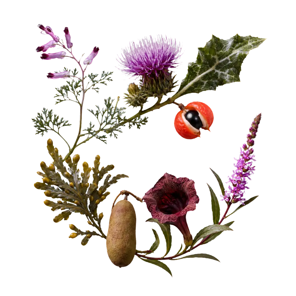 Cardo mariano, guaranà, fucus, kigelia, fumaria e Lythrum del percorso Forma