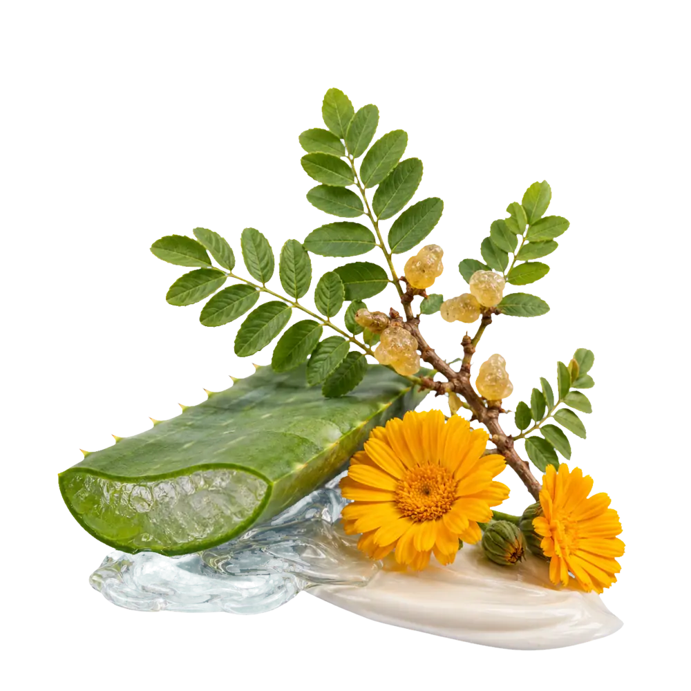 Aloe vera, calendula e Boswellia serrata del percorso Libertà