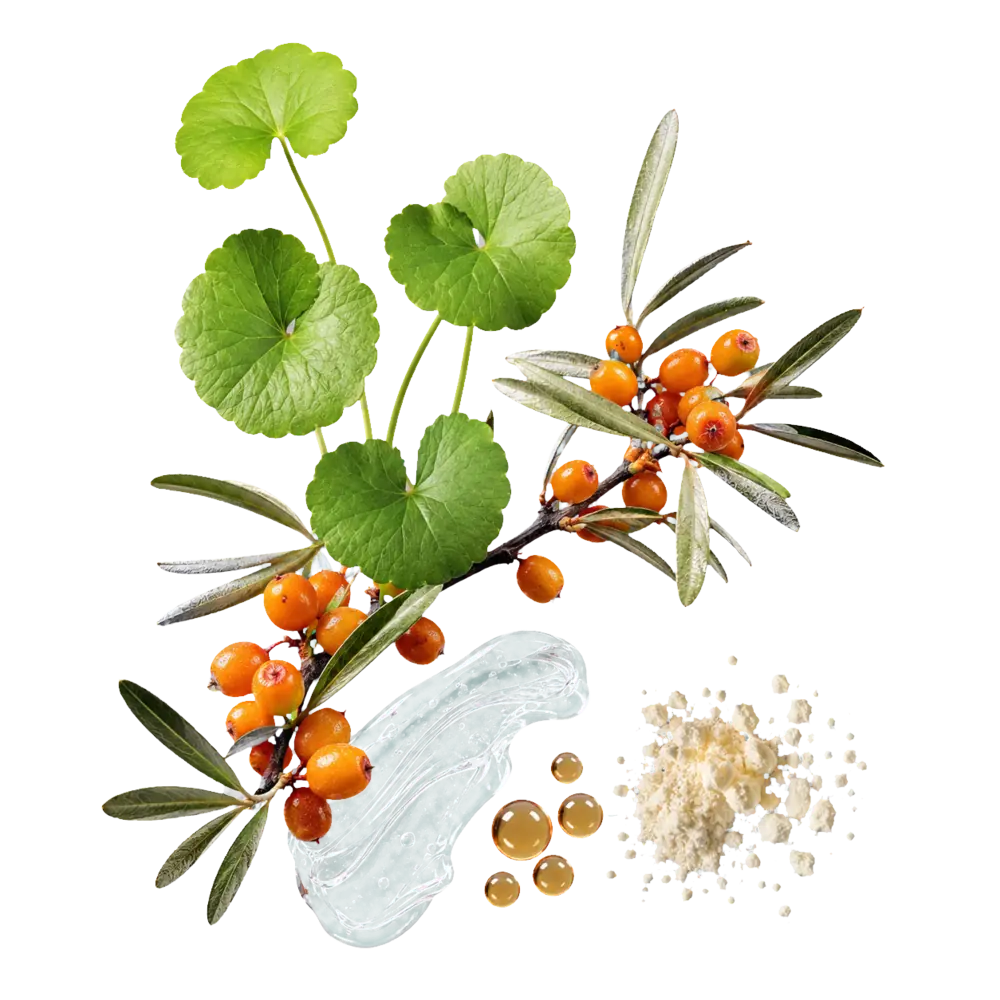 Centella e olivello spinoso del percorso Structure
